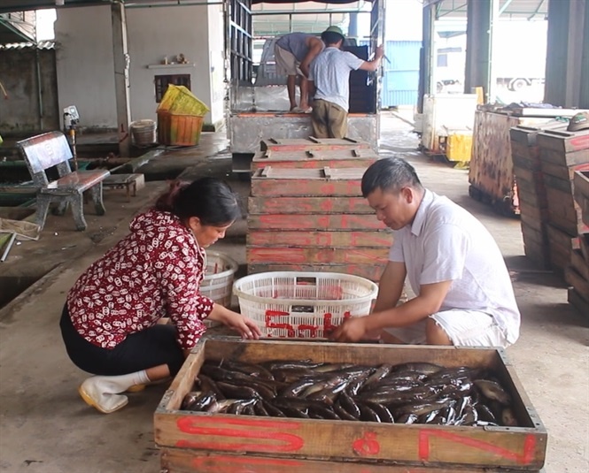 Nuôi cá bớp lao đao vì thiệt hại "kép"